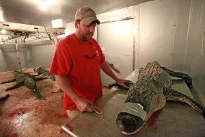Owner Danny Boler talks about processing alligators in his large walk-in freezer Saturday at B&L Meat Processing. Boler buys, sells, mounts and processes alligators. (Justin Sellers/The Vicksburg Post)