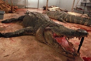 An alligator weighing more than 700 pounds lays Saturday on the floor of the walk-in freezer at B&L Meat Processing. Boler buys, sells, mounts and processes alligators. (Justin Sellers/The Vicksburg Post)