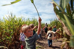Pace Reeves, 6, follows classmates through a bear-shaped corn maze Wednesday morning during a field trip to Farmer Jim's Pumpkin Patch and Corn Maze in Rolling Fork. (Justin Sellers/The Vicksburg Post)