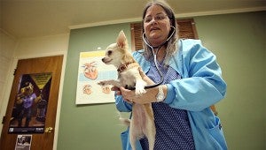 Dr. Stephanie Duhon gives a checkup to Willow, a one-year-old long-haired chihuahua, at Vicksburg Animal Hospital. (Justin Sellers/The Vicksburg Post)