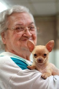SUPER POOCH: Ina "Granny" Richmond holds Bingo, a 15-week-old chihuahua, Friday at Vicksburg Convalescent Home. Margaret Richmond brings Bingo three or four times a week to visit with residents of the home. (Justin Sellers/The Vicksburg Post)