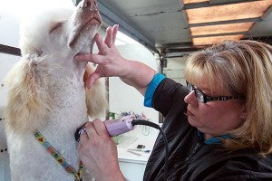 LITTLE OFF THE CHIN: Bark Avenue owner Terra Mashburn trims the neck of Cowboy, a one-year-old standard poodle, Monday in her mobile pet grooming step van which was converted from an old FedEx truck. (Justin Sellers/The Vicksburg Post)