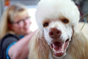 HAPPY PUP: Bark Avenue owner Terra Mashburn gives Cowboy, a one-year-old standard poodle, a haircut Monday in her mobile pet grooming step van which was converted from an old FedEx truck. (Justin Sellers/The Vicksburg Post)