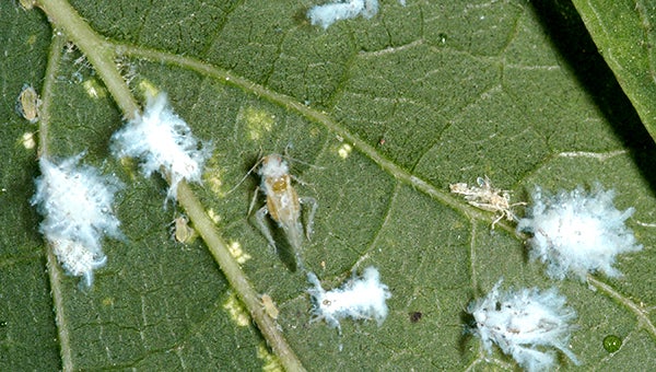 How To Deal With Woolly Aphid On Apple Trees