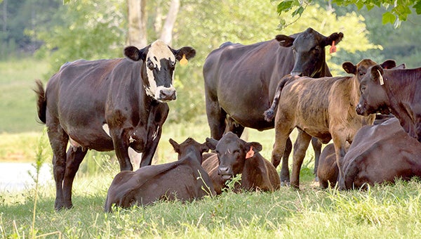 Beef cows in a field