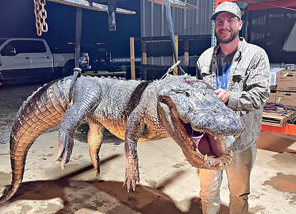 Monster 800 Pound Gator Gives Hunter The Story Of A Lifetime The